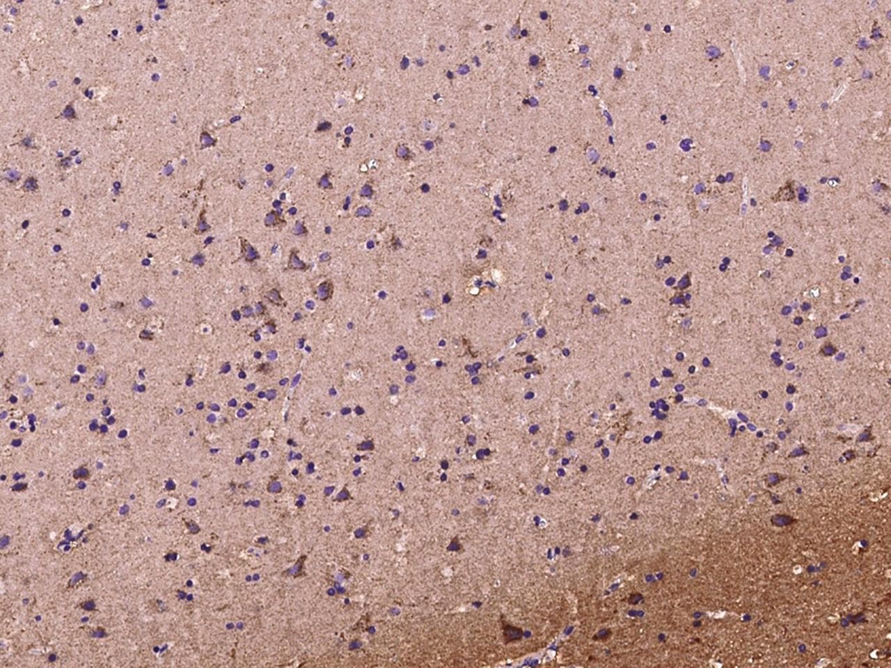 DKK3 Antibody (Preservative Free)