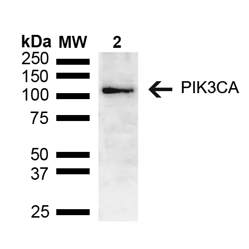 PIK3CA / PI3K Alpha Antibody (RPE)