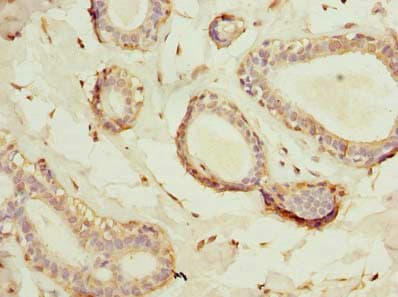 HSD17B12 Antibody