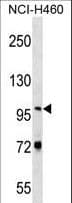 NVL Antibody (aa796-823)