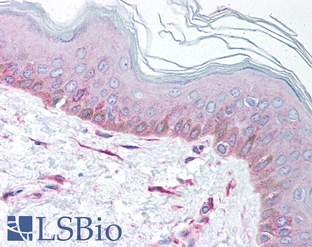 EEA1 Antibody (aa307-356)
