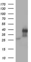KLK8 / Kallikrein 8 Antibody (clone OTI6F4, Carrier-free)