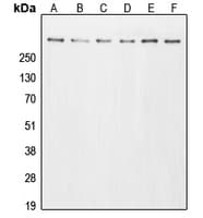 EP300 / p300 Antibody (N-Terminus)