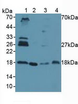 UBE2I / UBC9 Antibody (aa33-158, Biotin)
