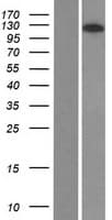 ARHGAP39 Protein (Over-Expression Lysate Myc-DDK (Flag))