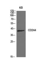 CD244 Antibody