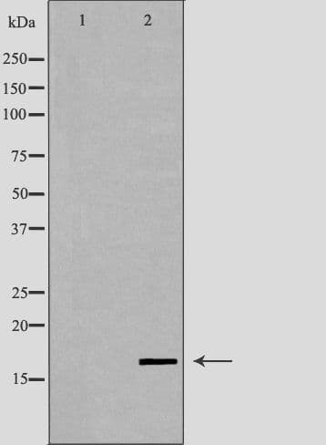 LYZL6 Antibody