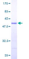 Human PSMB9 Protein (Recombinant GST)