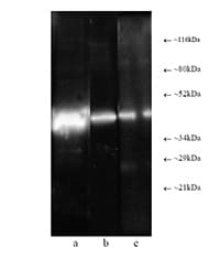 PSMC6 Antibody (clone p42-23)