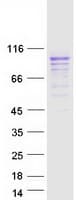 Human SLC3A2 / CD98 Heavy Chain Protein (Recombinant Myc-DDK (Flag))