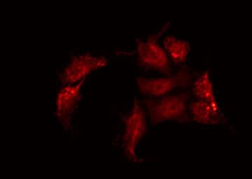 GJC2 Antibody