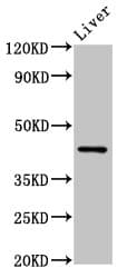 HRH4 / Histamine H4 Receptor Antibody