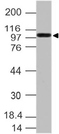 TLR9 Antibody (Azide-free)