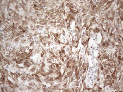RBMS1 Antibody (clone OTI2H1)