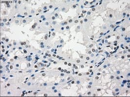 GBP2 Antibody (clone OTI3B8)