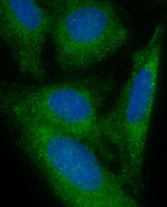 Polyclonal Rabbit anti-Human FAM125A Antibody (N-Terminus, IF, WB)