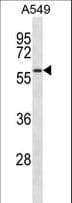 SMAD9 Antibody (aa200-228)