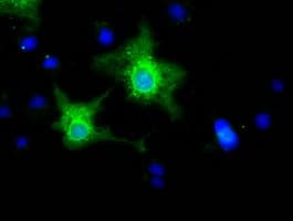 EFNA2 / Ephrin A2 Antibody (clone OTI2E6)