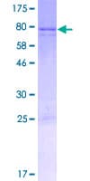 Human KIAA0895 Protein (Recombinant GST)