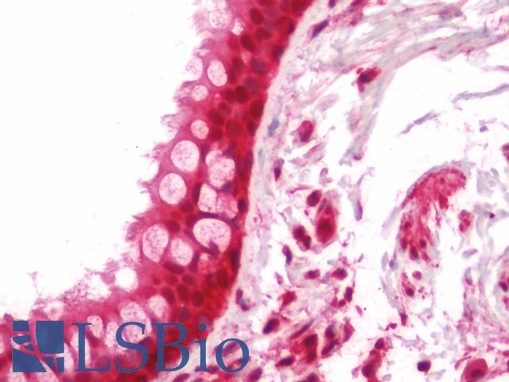 IHC-plus™ Monoclonal Mouse anti-Pig GAPDH Antibody (clone 1D4, IHC, IF, WB)