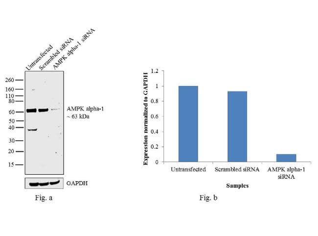 PRKAA1 / AMPK Alpha 1 Antibody (clone 2B7)