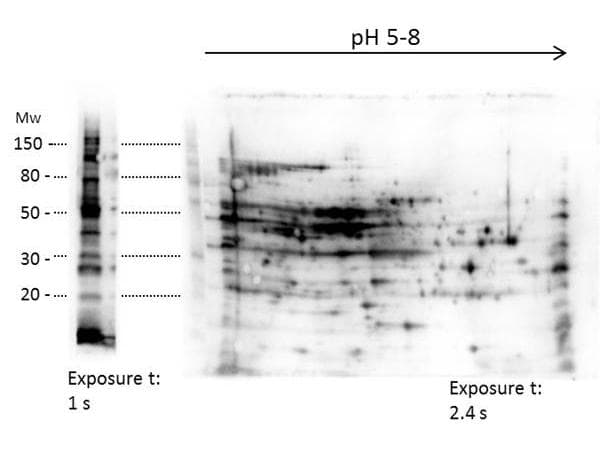 E. coli / Escherichia coli Antibody