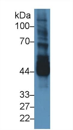 NEK2 Antibody (aa148-397)