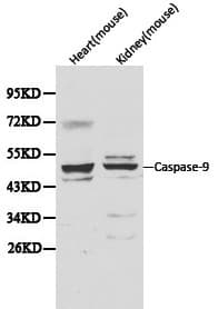 CASP9 / Caspase 9 Antibody