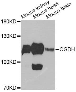 OGDH Antibody