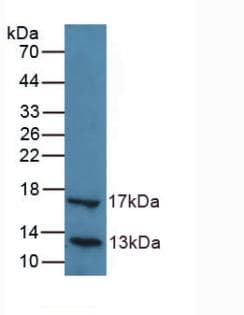 Polyclonal Rabbit anti-Human LIPC / Hepatic Lipase Antibody (aa347-478, WB)