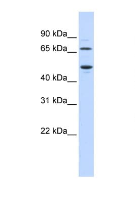 TDO2 Antibody (N-Terminus)