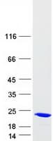 Human SAT2 Protein (Recombinant Myc-DDK (Flag))