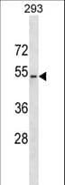 WWTR1 / TAZ Antibody (aa370-398)