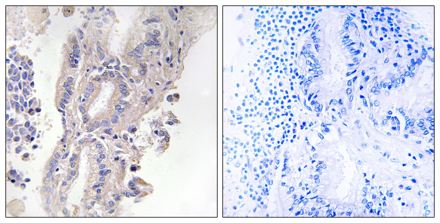 PLCXD1 Antibody (aa187-236)