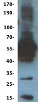 C6orf150 / MB21D1 Protein (Over-Expression Lysate Myc-DDK (Flag))