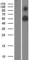 RAB11FIP3 Protein (Over-Expression Lysate Myc-DDK (Flag))