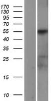PIK3R1 / p85 Alpha Protein (Over-Expression Lysate Myc-DDK (Flag))