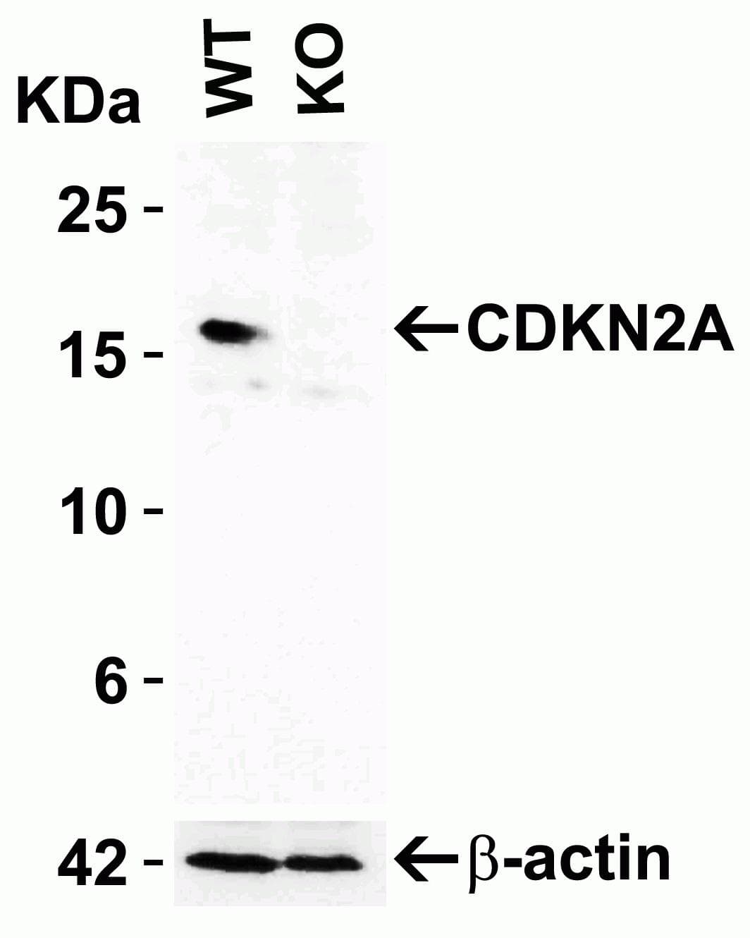 IHC-plus™ p16INK4a / CDKN2A Antibody