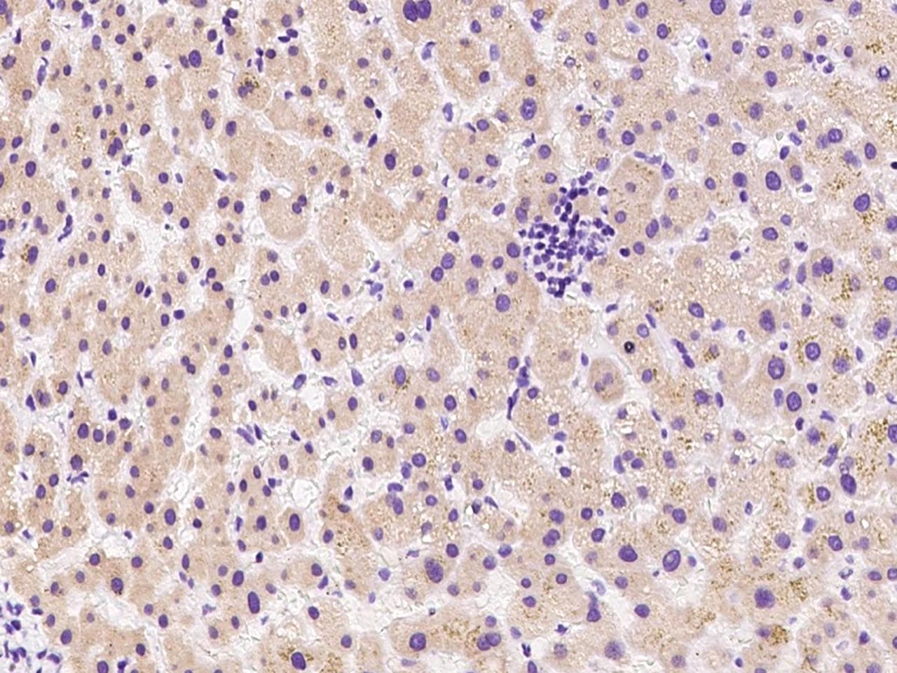 CDC37L1 Antibody