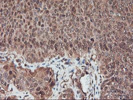 SERPINB6 / PI-6 Antibody (clone OTI2F8)