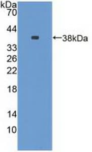 NES / Nestin Antibody (aa197-462, APC)