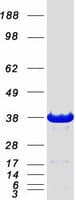 Human NMNAT1 / NMNAT Protein (Recombinant Myc-DDK (Flag))