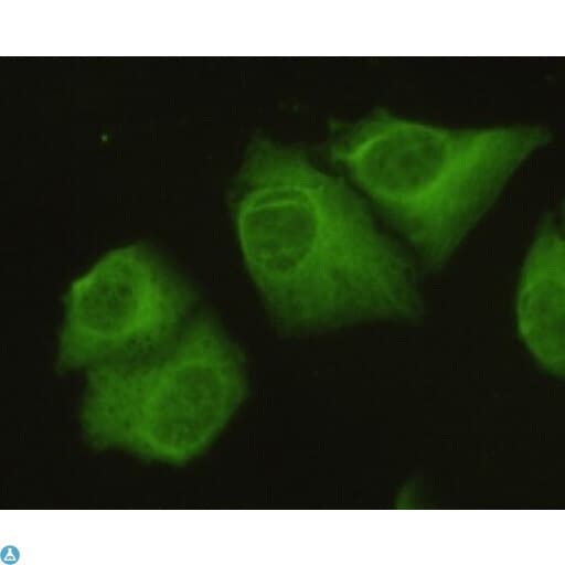 PP2Ac / PPP2CA Antibody
