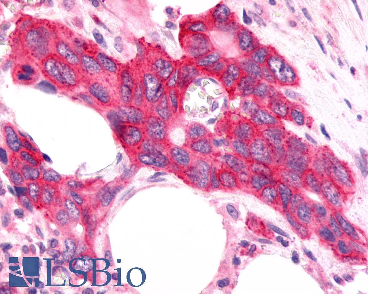 PathPlus™ FZD9 / Frizzled 9 Antibody (N-Terminus)