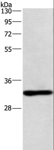 IHC-plus™ NAPSA / NAPA / Napsin A Antibody