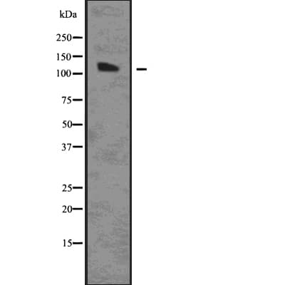 AGO1 / EIF2C Antibody