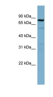 STAT3 Antibody (C-Terminus)