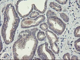 CHN1 Antibody (clone OTI1B7)
