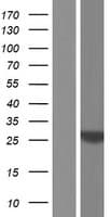 HES6 Protein (Over-Expression Lysate Myc-DDK (Flag))