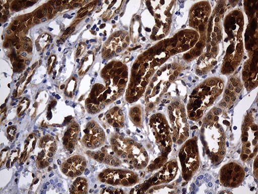 M-PST / STM Antibody (clone OTI1C6, Carrier-free)